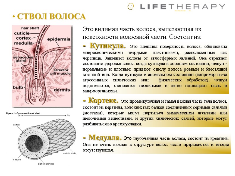СТВОЛ ВОЛОСА Это видимая часть волоса, вылезающая из поверхности волосяной части. Состоит из: -